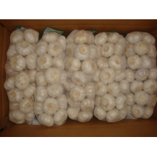 Pure White Garlic 4.5cm packing 1kg 10bags carton